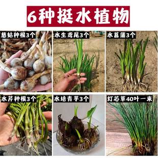 水菖蒲养龟植物挺水植物养龟养鱼造景庭院湿地池塘园林绿化菖蒲苗