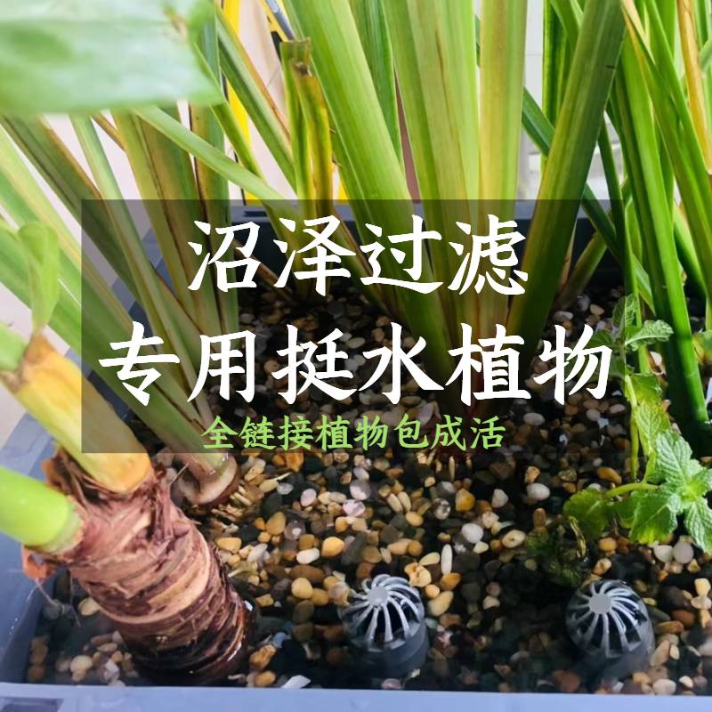 养龟水草阳台庭院净化水质植物