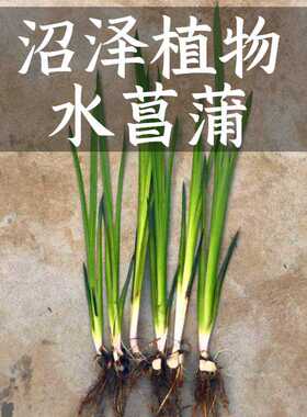 水菖蒲苗臭蒲水剑草水草龙根鱼龟缸沼泽过滤水培净化水质挺水植物