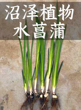 沼泽鱼缸过滤挺水水菖蒲净化水质