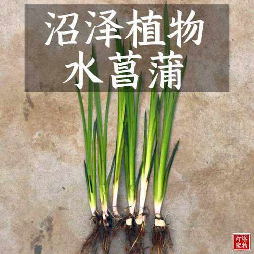 沼泽鱼缸过滤挺水水菖蒲净化水质