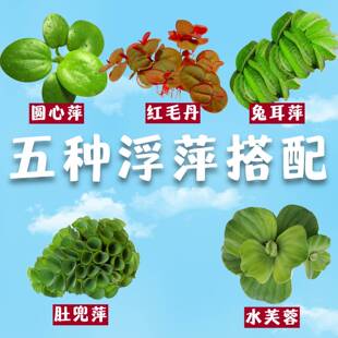 鱼缸水草浮萍肚兜圆心养龟造景净化水生植物古法养鱼植物水芙蓉