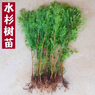 水杉树苗水培植物鱼缸造景水生植物室内盆栽水草室内外水生植物