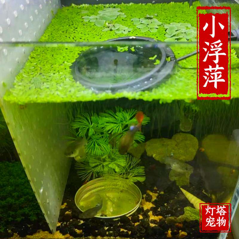鱼缸造景芝麻浮萍净化水质图片