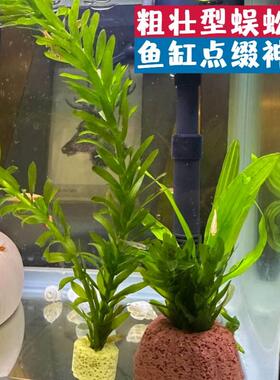 蜈蚣草水草真草植物水培阴性后景增氧净化水质新手懒人鱼缸造景