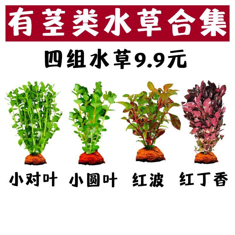 有茎类合集小对叶小圆叶红丁香红波鱼缸造景水草植物净化水质水草,宠物/宠物食品及用品,水草,淘宝优惠券,粉丝福利购,淘宝优惠卷