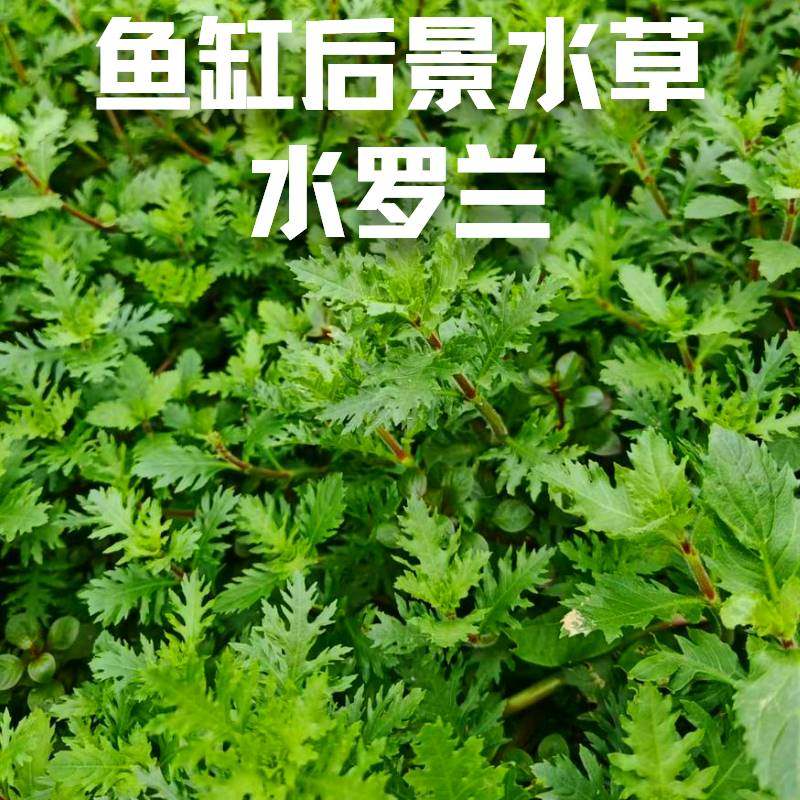 水罗兰鱼缸造景阴性淡水增氧净水后景懒人水草植物好养活定植水草