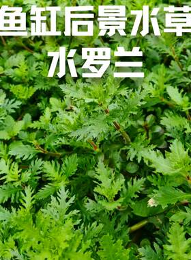 水罗兰鱼缸造景阴性淡水增氧净水后景懒人水草植物好养活定植水草