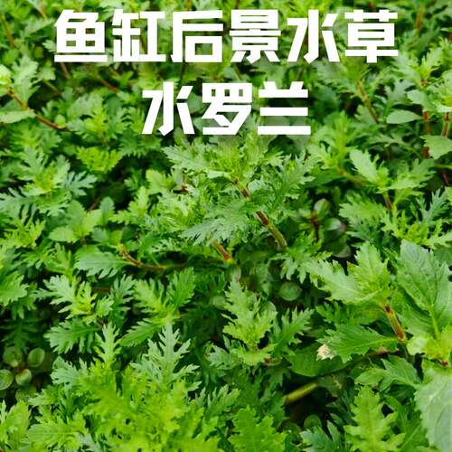 水罗兰鱼缸造景阴性淡水增氧净水