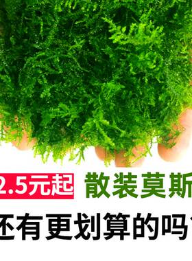 垂泪莫斯散装造景生态瓶装饰植物懒人增氧淡水沉木辣椒蟹阴性水草