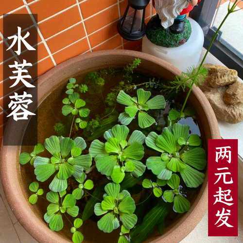 养龟造景水芙蓉真水草净化水质