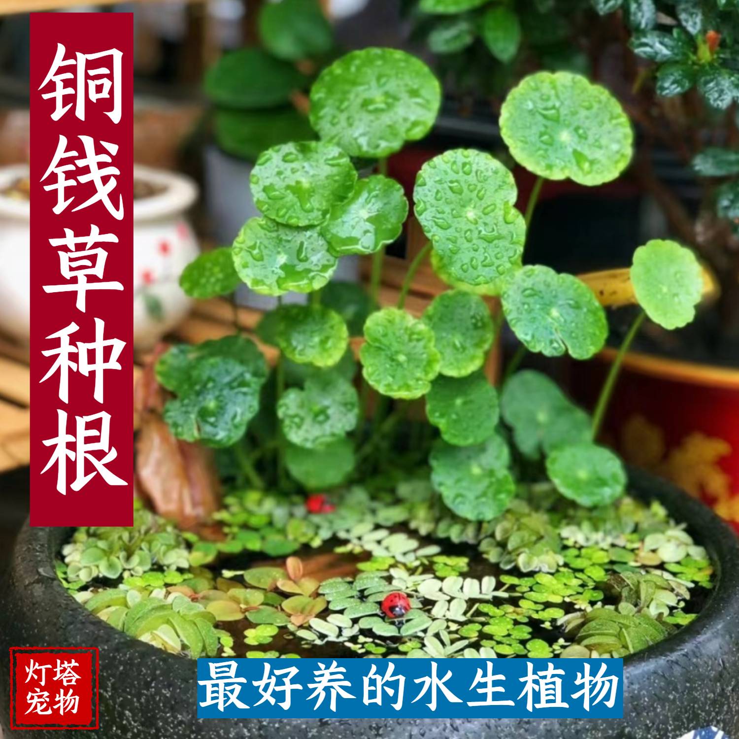 铜钱草小绿植水养草籽花卉室内盆栽好养耐活净化水质水培植物 鲜花速递/花卉仿真/绿植园艺 水生植物 原图主图