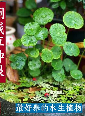 铜钱草小绿植水养草籽花卉室内盆栽好养耐活净化水质水培植物