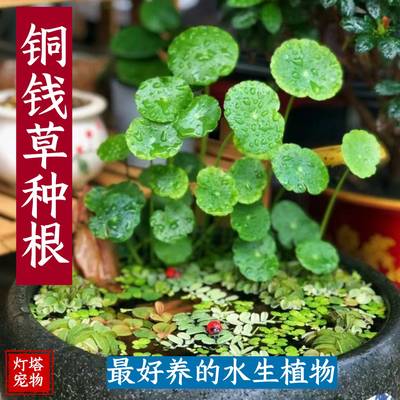 养龟铜钱草绿植净化水质水培植物