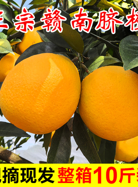 【赣州果园直供】正宗赣南脐橙寻乌发货大果橙子新鲜10斤整箱5斤