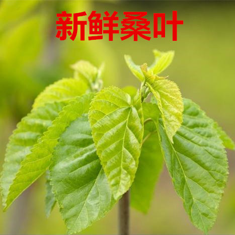 新鲜桑叶蚕宝宝饲料特嫩盆栽现摘