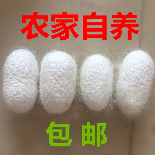 去角质死皮入药泡茶包邮桑蚕茧