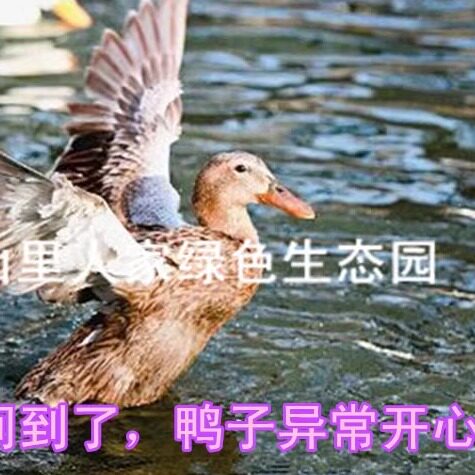 湘西乌鸡谷子特惠组合套餐芷江
