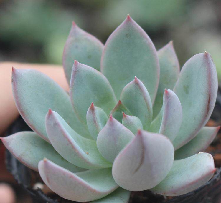 女美月胖美人水月美人鸡蛋美人小美女多肉晨曦萌肉园艺大棚直销