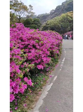 【议价产品】原装拆机的好CPU,i7-9700K  ES正显版本,集显不询价