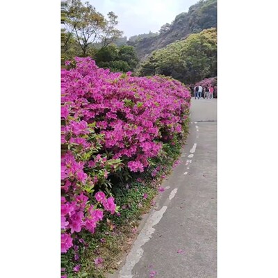 【议价产品】原装拆机的好CPU,i7-9700K  ES正显版本,集显不询价