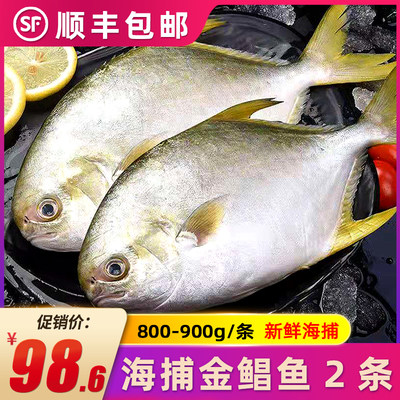 金鲳鱼新鲜冷冻鲜活水产金昌鱼