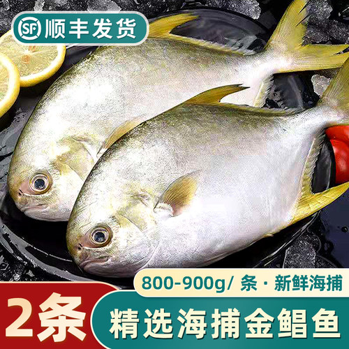 金鲳鱼新鲜冷冻鲜活水产金昌鱼