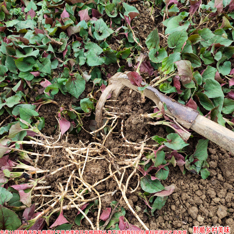 亏本发1斤现挖新鲜鱼腥草嫩根 贵州四川特产折耳根野生节节根野菜