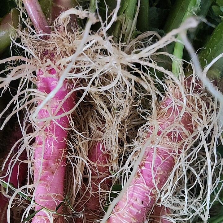 广东新鲜野生红刺苋菜根红梗刺苋菜根刺苋根野菜头刺苋菜头刺苋菜