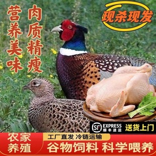 现杀山鸡野鸡高山养殖农家七彩山鸡新鲜山鸡肉山鸡蛋老母鸡土鸡