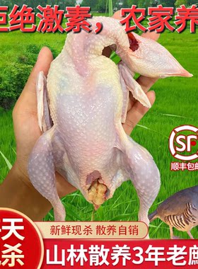 新鲜鹧鸪活鸟现杀东北飞龙呱呱鸡