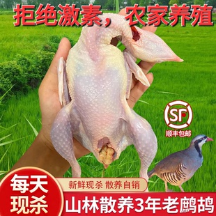 新鲜鹧鸪活鸟现杀东北飞龙非竹鸡养殖鹧鸪肉呱呱鸡农家散养老鹧鸪