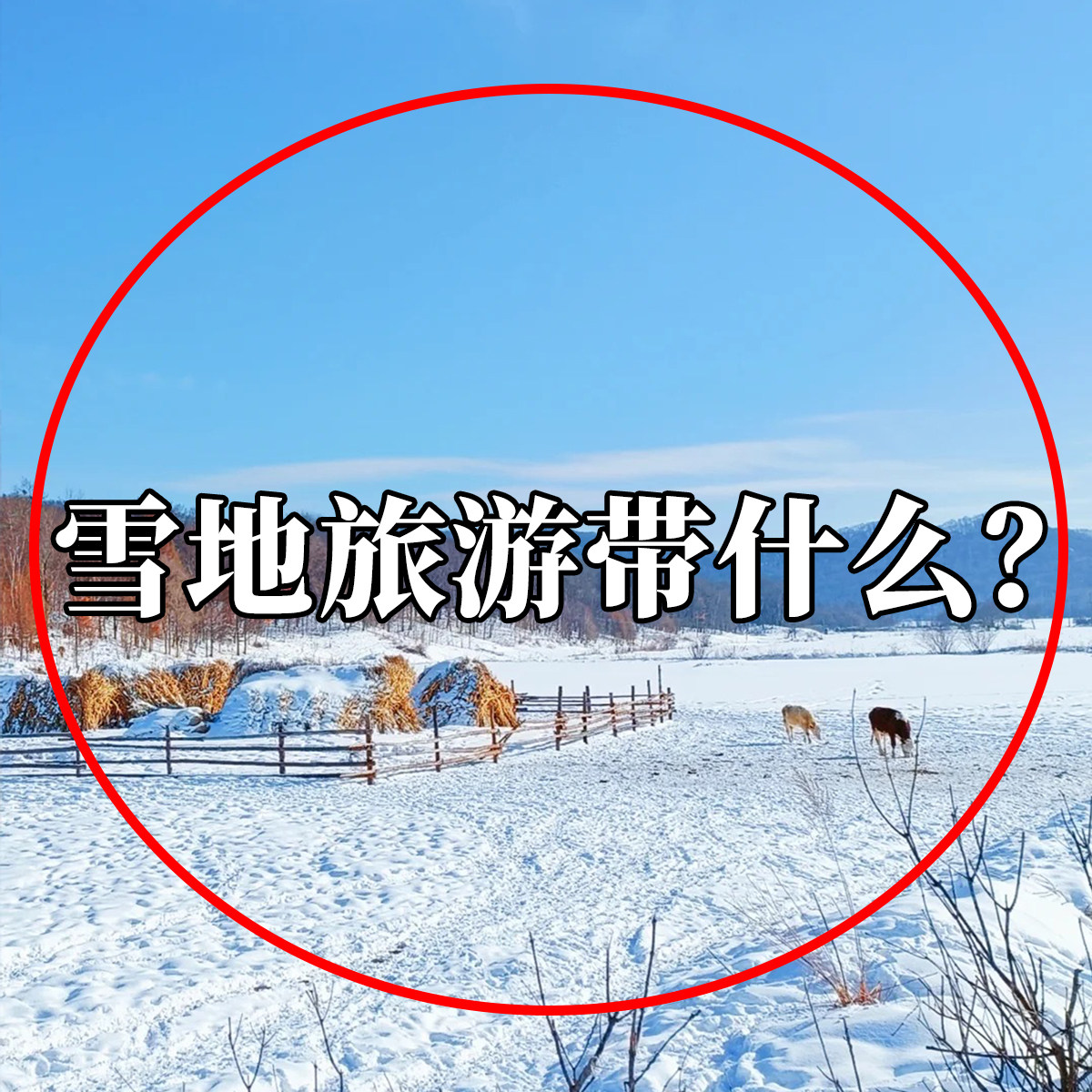 雪地旅行带什么?哈尔滨旅游必备防寒装备触屏加绒加厚防风棉手套