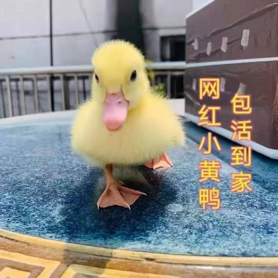 柯尔鸭小黄鸭活体幼崽网红鸭宠物