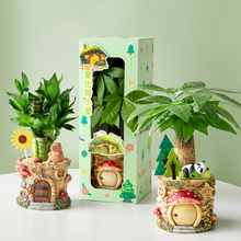 植季发财树小盆栽办公室富贵竹盆景桌面植物礼盒礼物绿植幼儿园