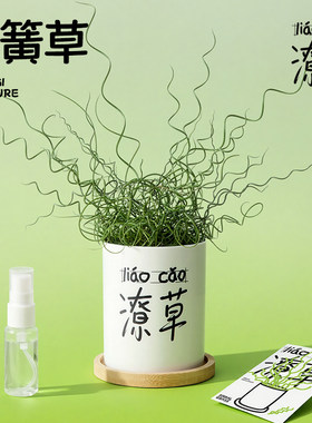 弹簧草办公桌情绪解压植物礼物