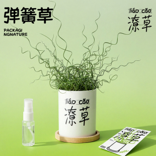 潦草 弹簧草螺旋灯心草多肉室内办公桌情绪解压植物创意生日礼物