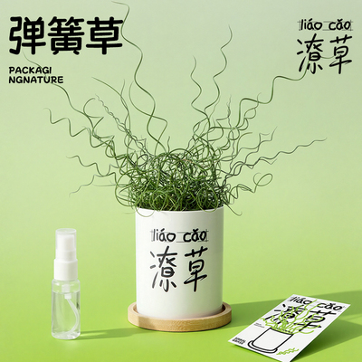 弹簧草办公桌情绪解压植物礼物