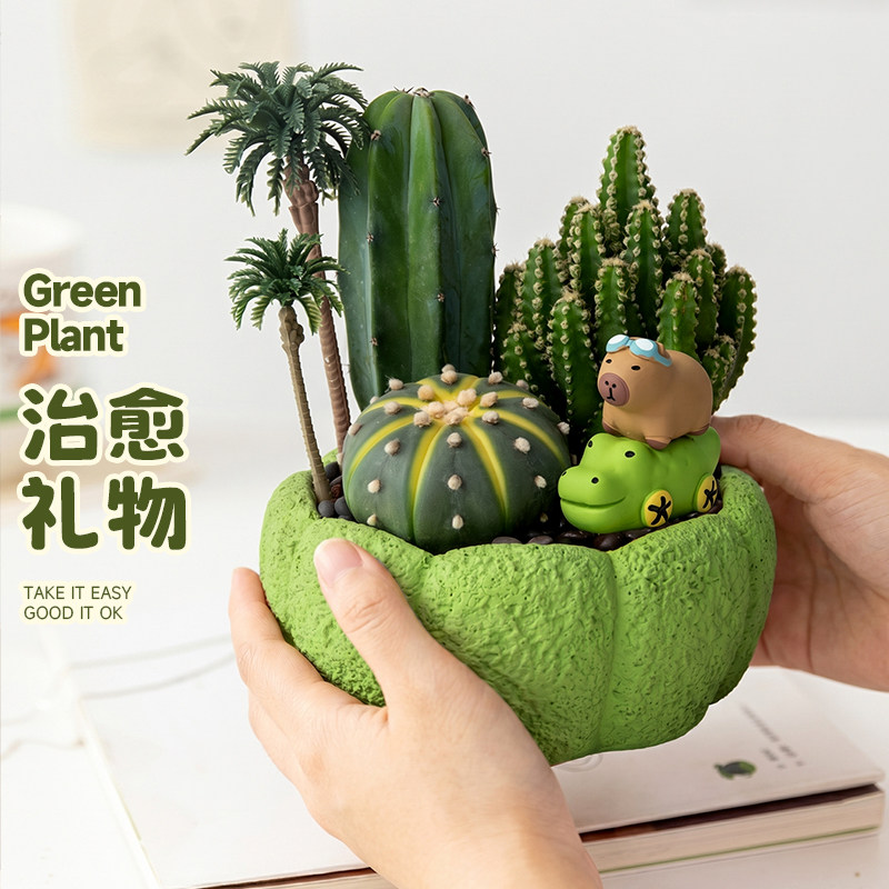 仙人球仙人掌组合植物盆栽工位桌面绿植办公室创意摆件生日礼物