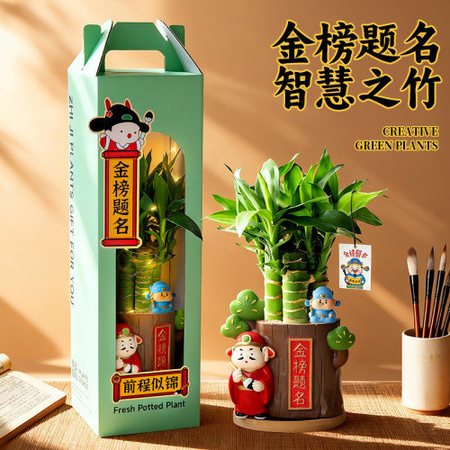 文昌竹4支金榜题名植物室内书房桌面绿植办公室小摆件高中考礼物