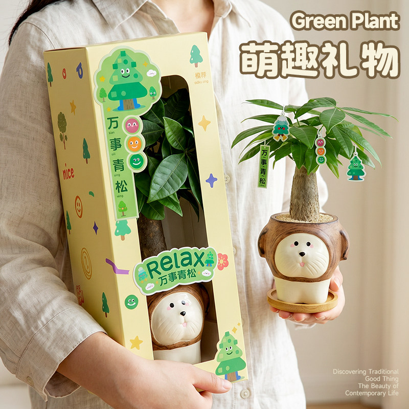 发财树盆栽办公室桌面绿植工位富贵竹植物可爱摆件装饰生日礼物