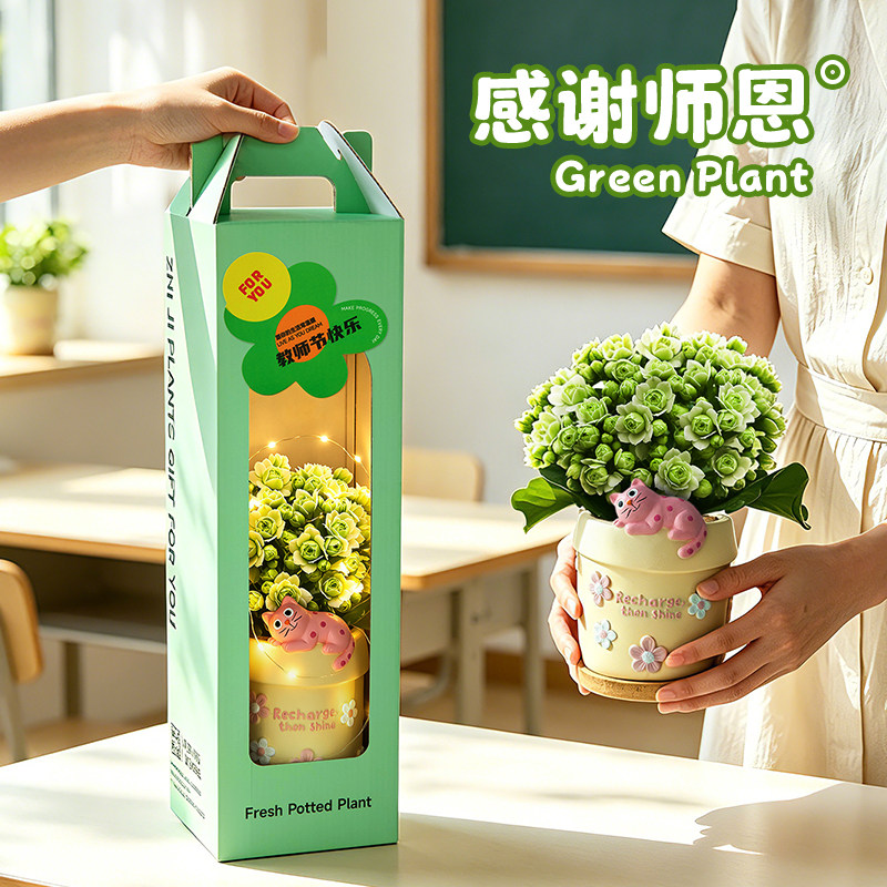 长寿花鲜花重瓣室内花卉带花苞植物办公室绿植盆栽教师节礼物礼盒