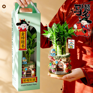 文昌竹金榜题名盆栽室内书桌绿植高考桌面励志摆件中考礼物礼盒