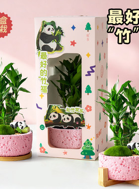 富贵竹招财竹桌面绿植送礼植物