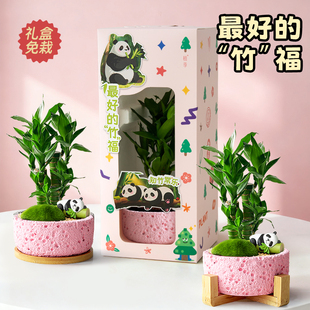 植季富贵竹植物客厅招财竹子步步高升室内桌面盆栽办公室绿植礼物