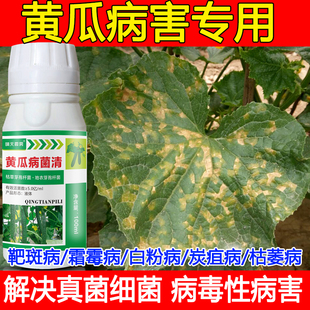 黄瓜专用药黄瓜病全治靶斑病黄瓜小黄点灰霉病霜霉病专用药叶面肥