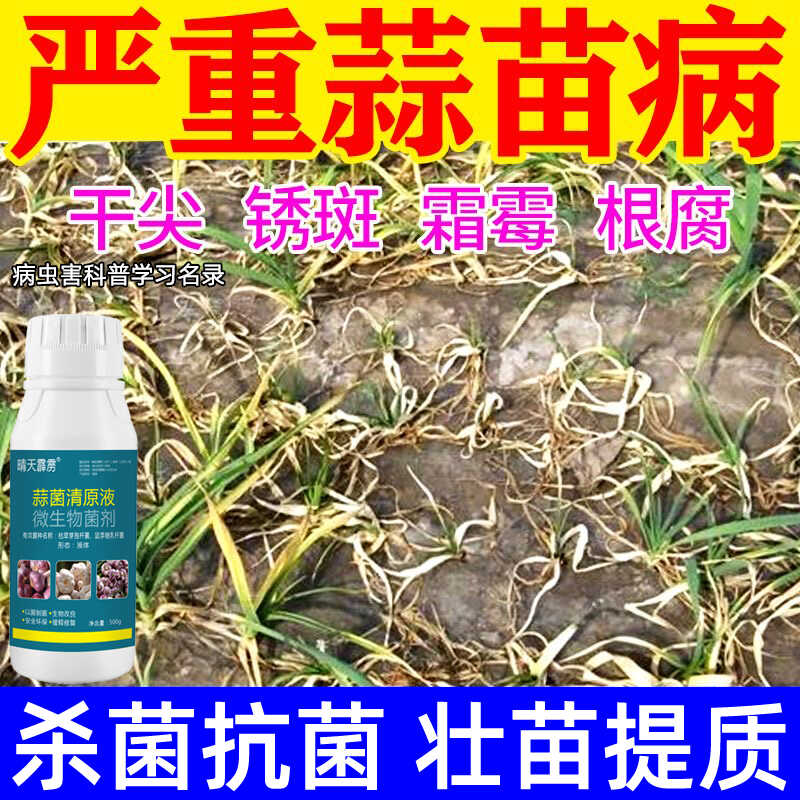 蒜菌清原液大蒜专用药根腐病叶枯病锈病紫斑病干尖黄叶微生物菌剂