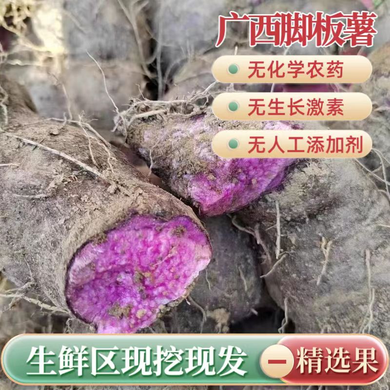 广西老品种脚板薯紫色大薯毛薯紫