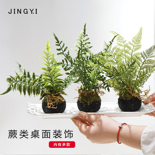 假蕨树绿植小盆景办公桌面绿植