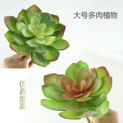 多肉植物背景墙拍照道具仿真花